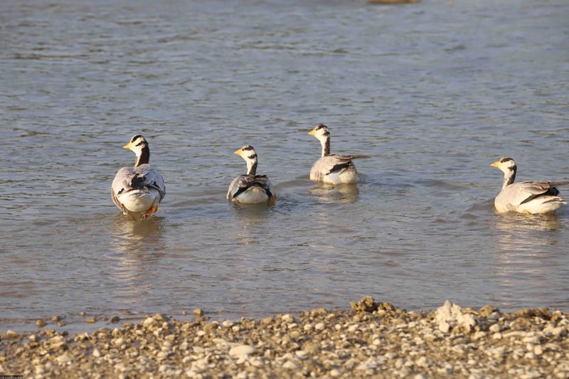 Water bird count begins nationwide