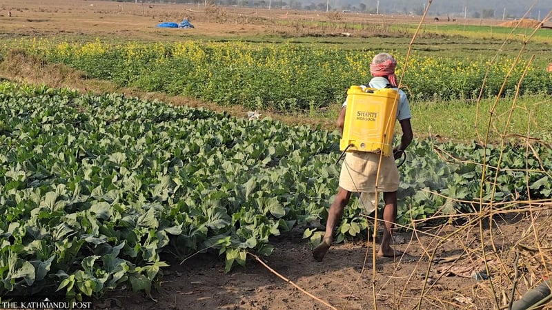 Srilanka Tapu residents living with fear of wild elephants in winter, Koshi’s flooding in monsoon