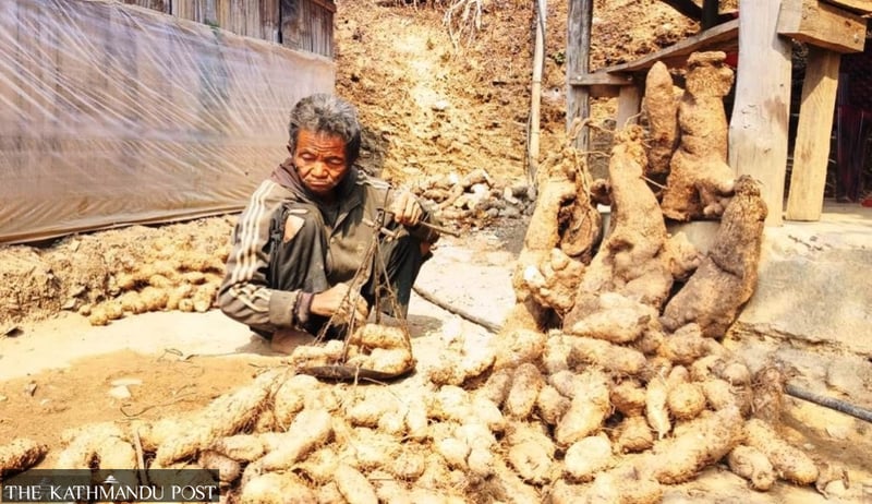 Commercial yam cultivation rewards Chepang farmers