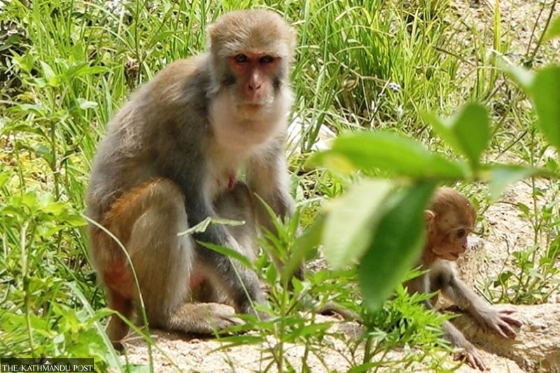 Monkey menace goes nowhere despite tall poll promises