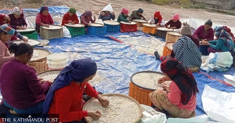 Palpa exports white beans to Europe