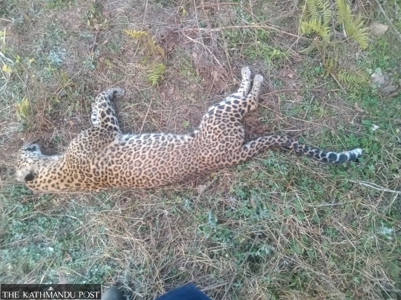 Adult female leopard found dead in Makawanpur