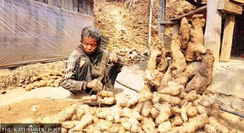 Commercial yam cultivation rewards Chepang farmers