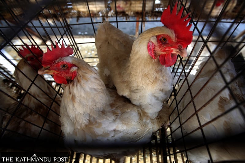 Bird flu detected at poultry farm in Jhapa