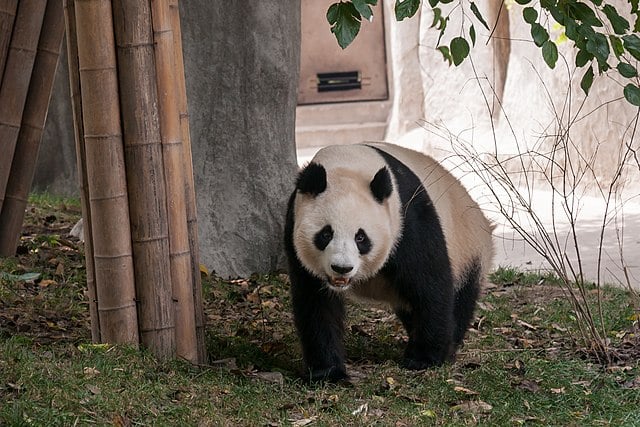 China’s panda diplomacy is becoming a liability for Beijing
