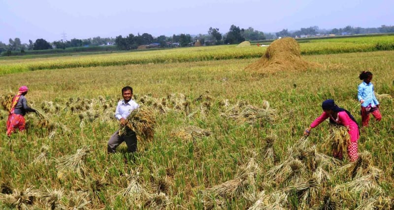 Nepal’s food system is under strain. Are we prepared to safeguard our future?