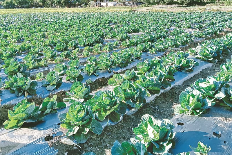 Wholesale vegetable prices cool in Kathmandu, retail rates remain high