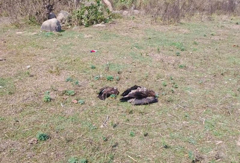 Nepal bans three veterinary painkillers linked to vulture deaths