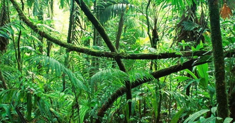 कार्बन सञ्चितिबाट प्राप्त लाभको उपयोगका लागि लगानी योजना माग