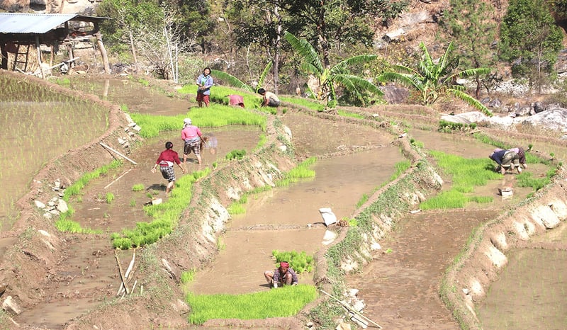 चैतेधान रोपाइँ