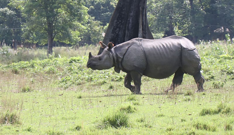 चितवनमा गैँडाको आक्रमणबाट एकजनाको मृत्यु