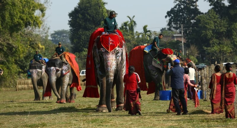 चितवनको सौराहामा १९औँ हात्ती तथा पर्यटन महोत्सव सुरु