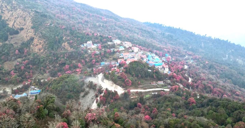 ढकमक्क लालीगुराँस