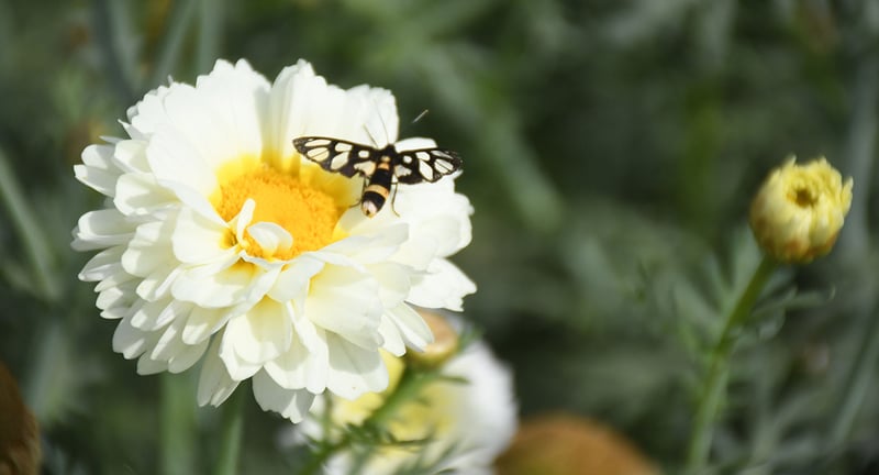 फूलमा पुतली