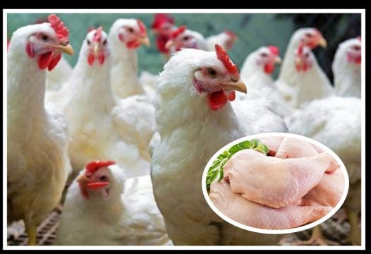 कुखुराको मासुको खपत कम भएपछि घट्यो भाउ, उपभोक्ता मूल्य प्रति केजी ३६५ रुपैयाँ