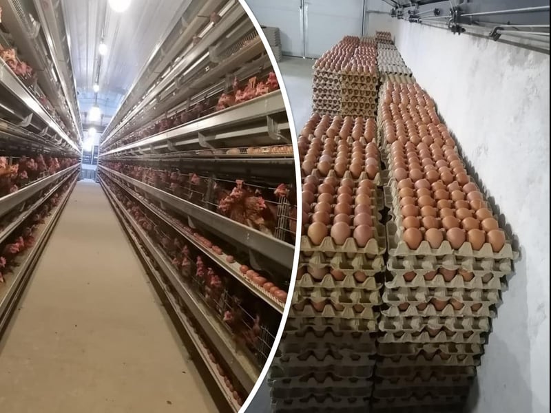 चुनावपछि खपत घटेपेछि अण्डाको मूल्य पनि घट्यो, क्रेटमा ४० रुपैयाँसम्म सस्तियो