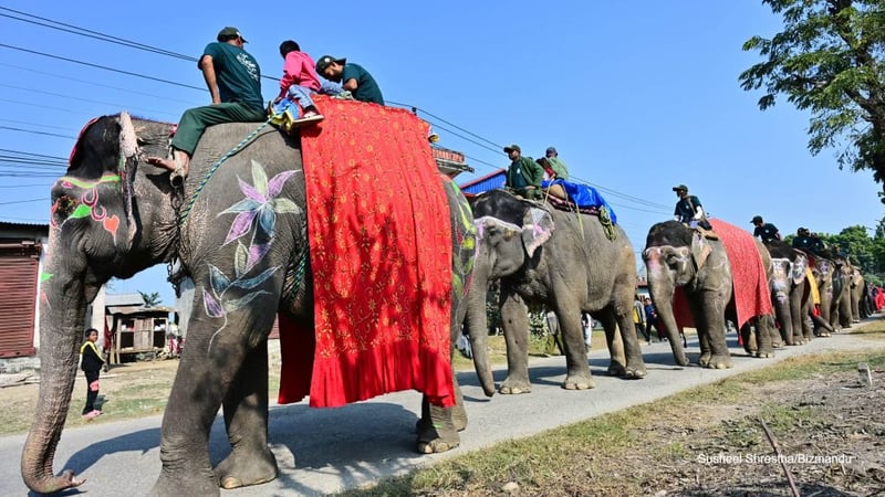 चितवनमा सुरु भयो पर्यटन तथा हात्ती महोत्सव, शोभा यात्रासँगै थारु नृत्य (तस्विरहरु)