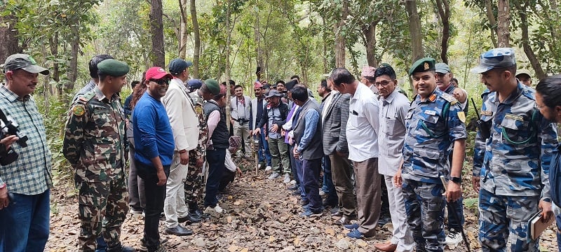 शुक्लाफाँटा राष्ट्रिय निकुञ्जमा बाघको संख्या पत्ता लगाइँदै, खटियो ७७ जनाको टोली