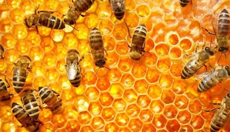 तनहुँको मह विश्व बजारमा, किसान उत्साहित