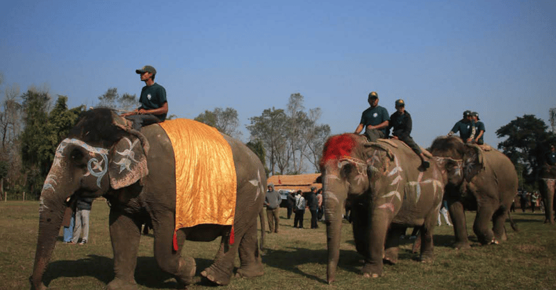 चितवनको सौराहामा १९औँ हात्ती तथा पर्यटन महोत्सव सुरु