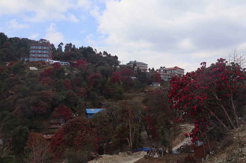 गुराँसले रङ्गिएको घोडेपानी पर्यटकको पर्खाइमा