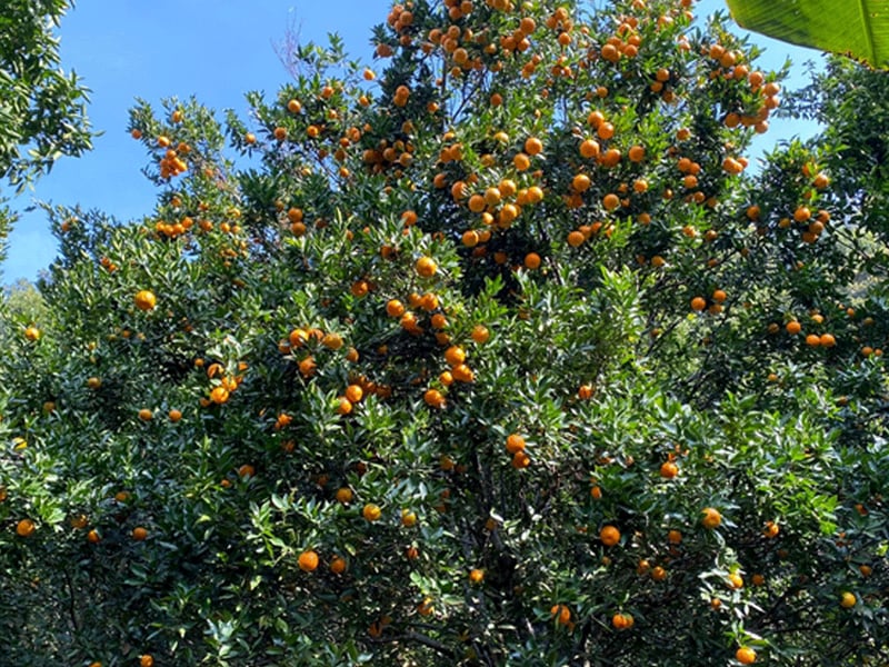 काभ्रेमा कृषि-पर्यटन प्रवर्द्धनार्थ ‘सुन्तला-हाइकिङ’