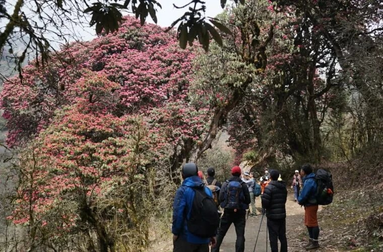 गुराँस हेर्न पर्यटक घोडेपानीमा