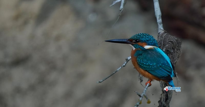 गुल्मीमा चरा प्रजातिको सङ्ख्या ३५५ पुग्यो
