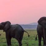 The Secret To An Elephant’s Grace? Whiskers