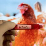 Bird Flu Detected In Five Places Of Morang District
