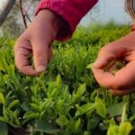 A Ward Official’s Idea Changed The Identity Of Reshgaon Into ‘Tea Village’