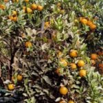 Baglung Village Sells Orange Worth Rs 40 Million