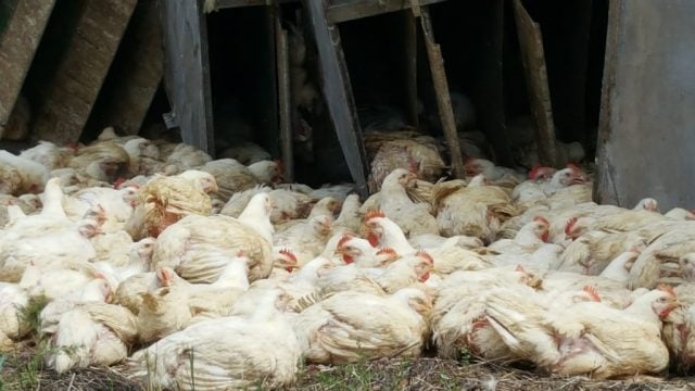 E. coli infection detected in 62 percent of tested poultry in Chitwan