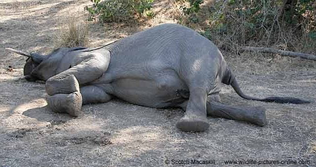 Wild elephant found dead in Jhapa