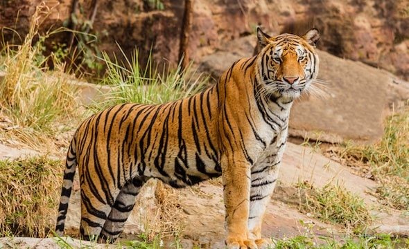 Elderly woman dies in tiger attack