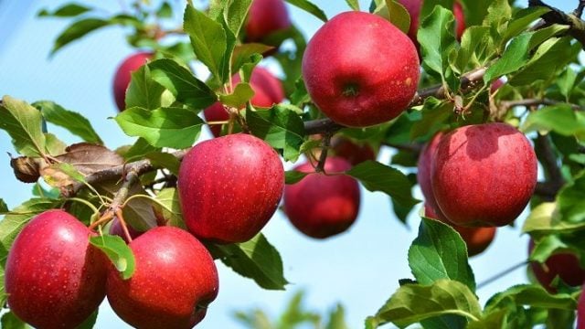 Fuji apple cultivation expands to 52 hectares in Jumla