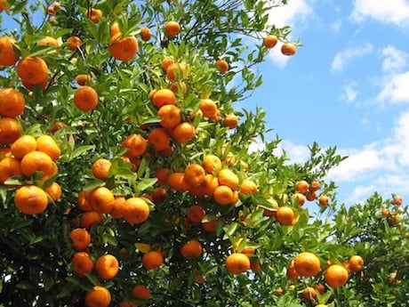 Farmers encouraged by rise in orange production