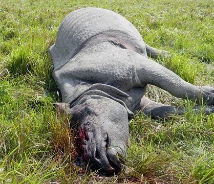 Nine rhinos die in and around CNP in last six months