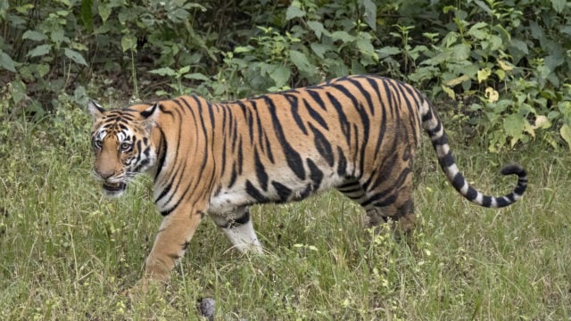 Three killed in tiger attacks in Surkhet and Salyan within week