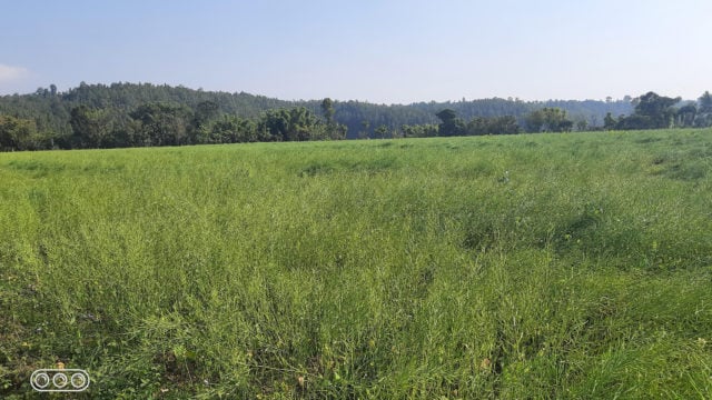 Mustard production declines in Chitwan this year