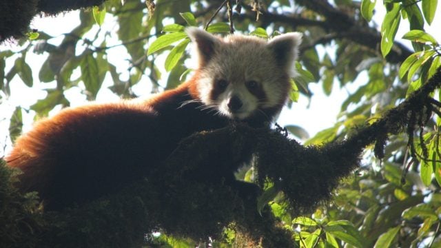 Red panda conservation awareness programs underway in Nepal’s high Himalayan regions