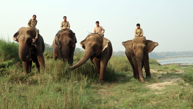 Sauraha marks final day of 19th Chitwan Elephant Festival