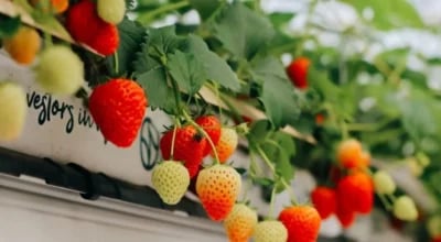 Strawberry farming brings Rs. 2.1 million annual income to Dang farmer