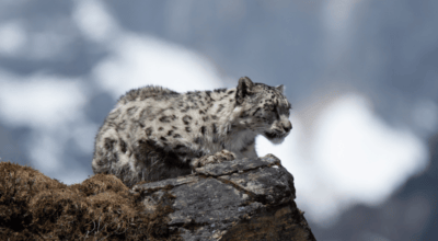 Snow leopard counting begins in Mustang for first time