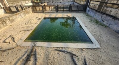 205 gharial crocodiles released into Rapti River in current fiscal year