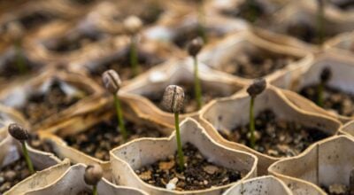 Commercial coffee farming technical training provided to Kavre farmers