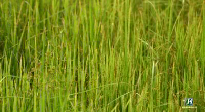 Prolonged drought threatens winter crops in Bhojpur