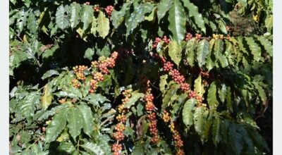 Commercial coffee farming expands in Bhojpur