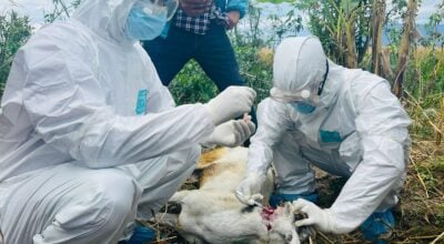 Rabies Infection on the Rise in Sudurpaschim