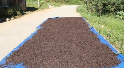 Green gold: Cardamom becomes Kakarbhitta’s top export